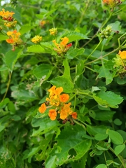 Lantana urticoides