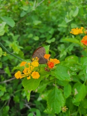 Lantana urticoides