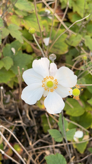 Anemoneae