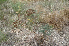 Astrodaucus littoralis