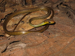 Chironius multiventris