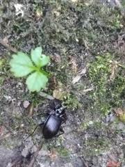Limodromus