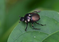 Canthon septemmaculatus
