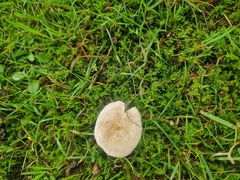 Clitocybe rivulosa