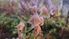 Gladiolus virescens