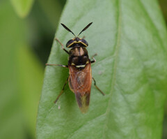 Hoplitimyia mutabilis