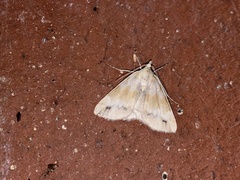Chlenomorpha lygdina
