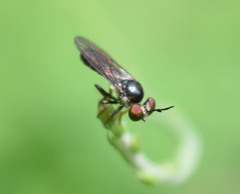Cerotainia