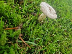 Clitocybe rivulosa