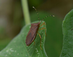 Hypselonotini