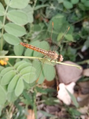Brachythemis contaminata