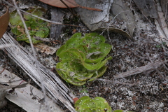 Drosera zonaria
