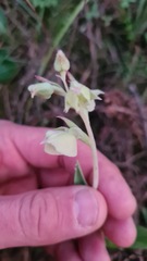 Pterygodium catholicum