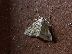 Chlenomorpha lygdina
