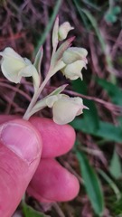 Pterygodium catholicum