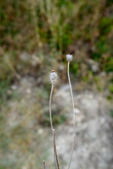 Papaver hybridum