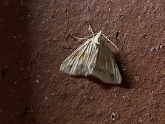 Chlenomorpha lygdina
