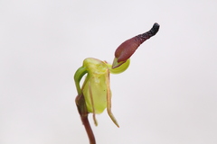 Caleana nigrita