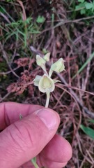 Pterygodium catholicum