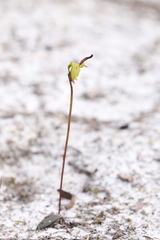 Caleana nigrita
