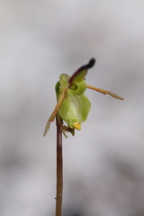 Caleana nigrita