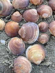 Glycymeris glycymeris