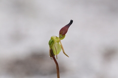 Caleana nigrita