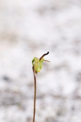 Caleana nigrita