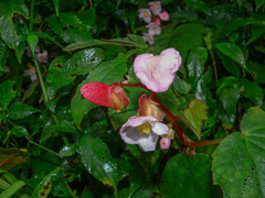 Begonia palmata