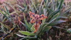 Ferraria variabilis
