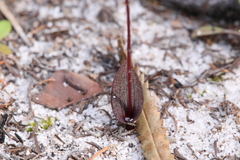Caleana nigrita