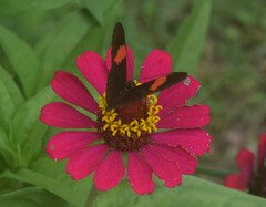 Heliconius erato