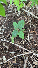 Viburnum rhytidophyllum