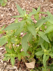 Mercurialis annua