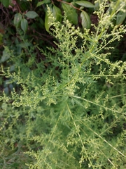 Artemisia annua