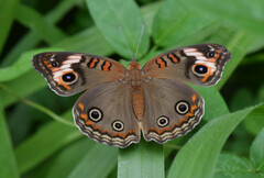 Junonia