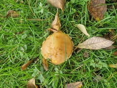 Cystoderma aureum