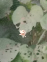 Neoscona theisi