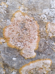 Teloschistaceae