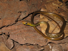 Chironius multiventris