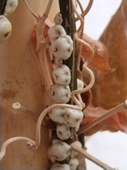 Ceroplastes