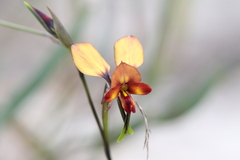 Diuris cruenta