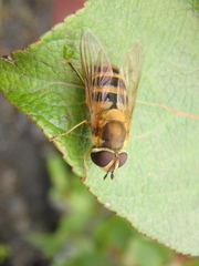 Epistrophe grossulariae