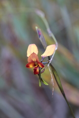 Diuris cruenta