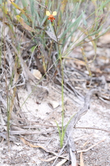Diuris cruenta