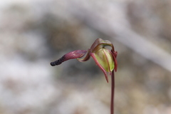Caleana nigrita