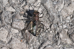 Cicindela tranquebarica