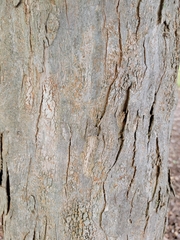 Acer leucoderme