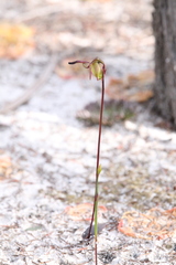 Caleana nigrita