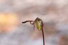 Caleana nigrita